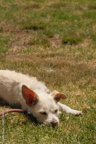 Small scrappy wiry haired fluffy white dog with pointy ears laying on grass in the summer time