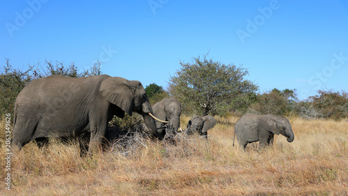 Photography Afrikanischer Elefant / African elephant / Loxodonta africana
