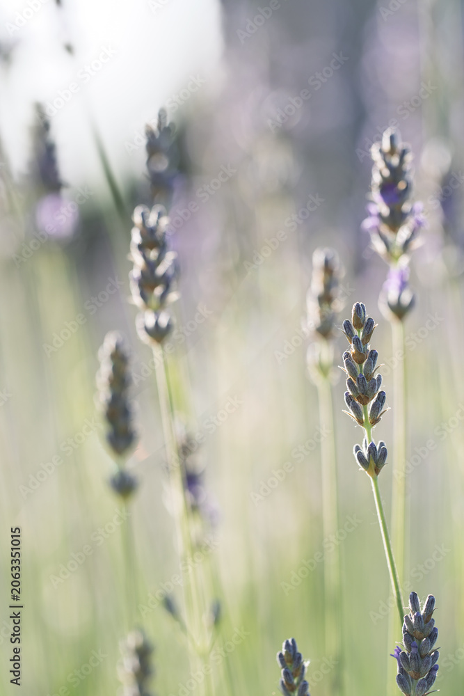 Fototapeta premium Lavender Flower Spike in Soft Sunlit Blur