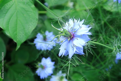 Nigella Damascena or Love in a mist