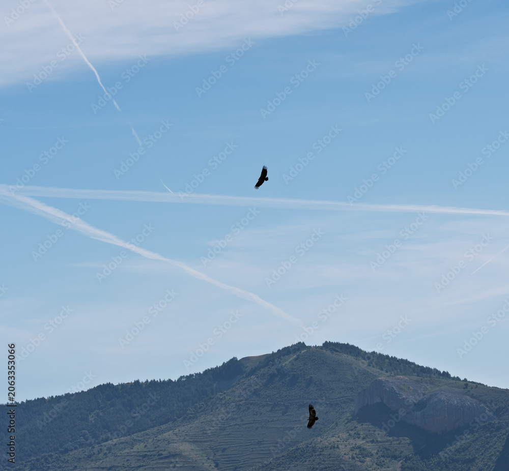 Obraz premium Griffon Vultures Circling Above Spanish Mountains