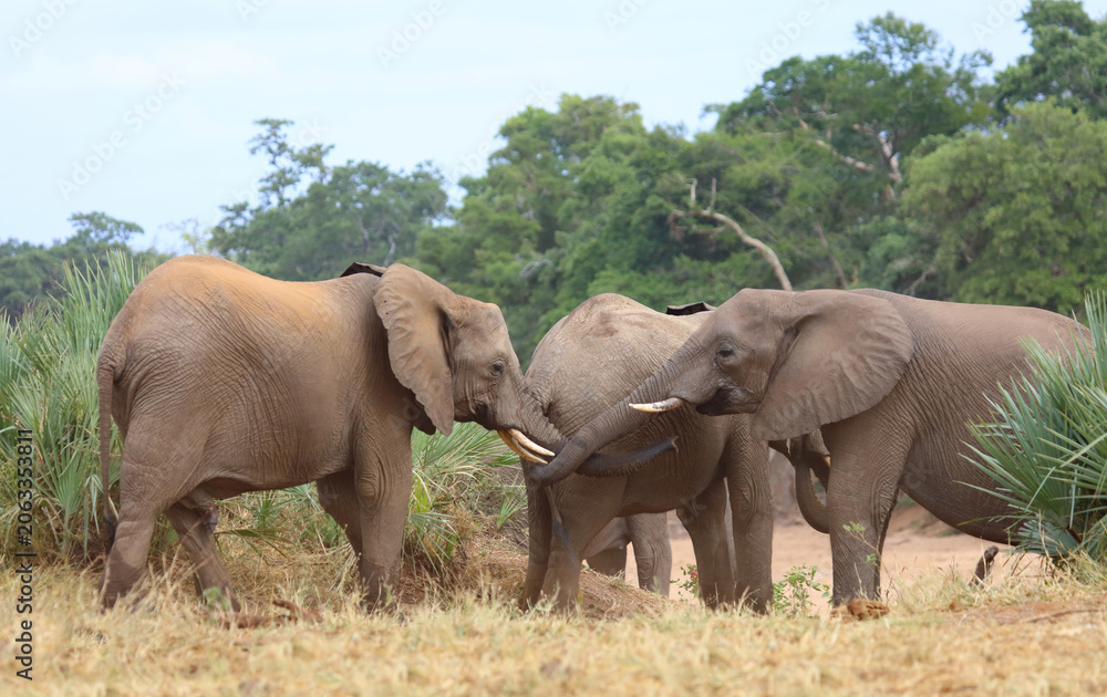 Fototapeta premium Afrikanischer Elefant / African elephant / Loxodonta africana