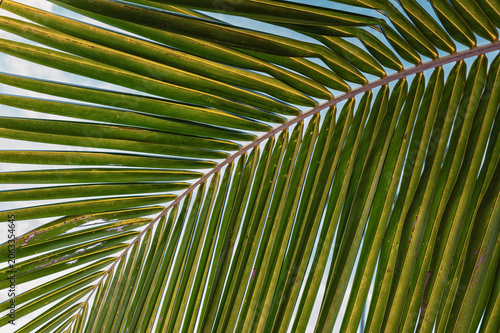 Closeup of a Curving Palm Leaf with Blue Sky in the Background.
