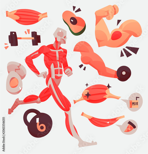 Cartoon Muscle Anatomy Vector Set Fitness Workout Bodybuilding and Strength Training Elements