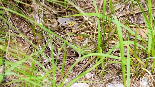 six lined prairie race runner lizard camouflaged in grass hides in field