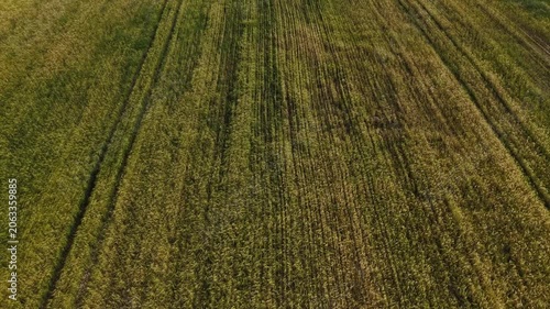 Mature Grain Field – Forward Tilt Down Wide Aerial Flight Over Ripening Crops