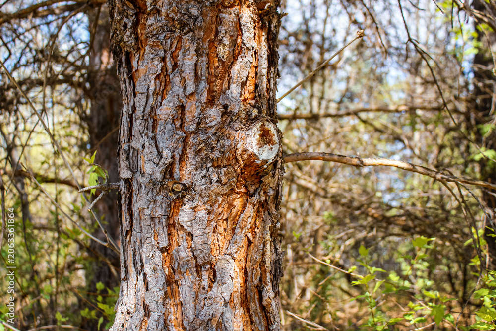 Obraz premium the rough, textured bark of a pine tree with visible sap on a spring day. nature background.