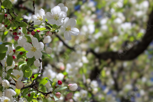 Fragrant white crabapple blossoms with pink buds on a spring tree branch. A beautiful, sunlit floral background with soft bokeh. Perfect for nature, spring, or garden themes.
