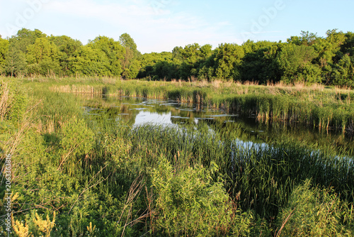 a wetland ecosystem, characterized by shallow water and dense aquatic vegetation like reeds and cattails