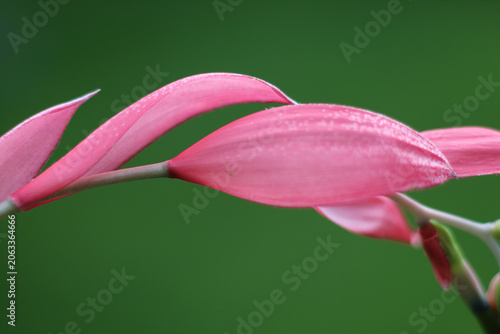 Valokuva Close-up of bright pink bromeliad bracts of a billbergia nutans plant against a soft blurred green background