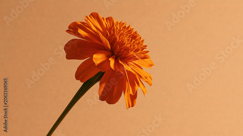 Bright Orange Flower Close-Up Against Warm Background