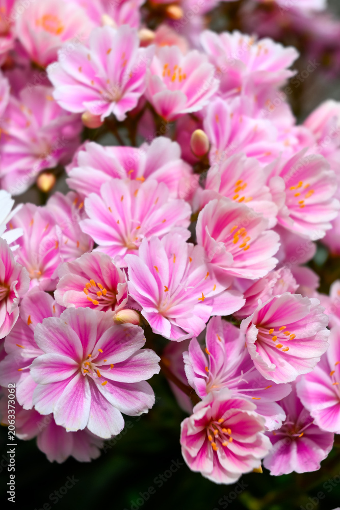 Obraz premium Blossom on alpine mountains wild flowers Lewisia Cotyledon, Siskiyou lewisia and cliff maids original from Oregon and Californnia, garden plant