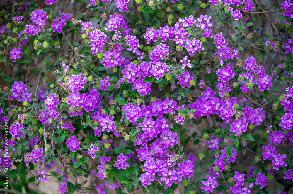Obraz premium Purple blossom of Lantana montevidensis ornamental plant in summer garden