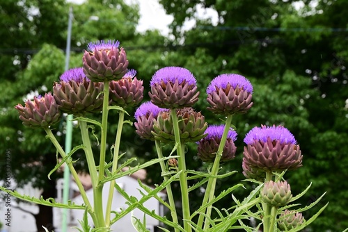 Artichoke (Cynara scolymus). Asteraceae perennial.
A spring vegetable whose young buds are edible. It blooms with reddish-purple flowers in early summer.