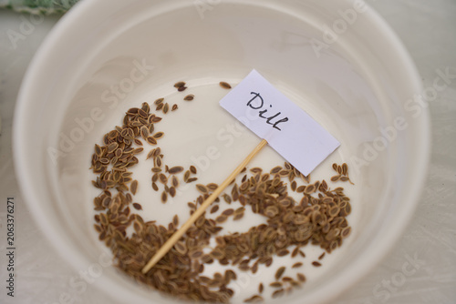 Dill seeds are placed in bowl with handwritten label, gardening gloves and tools nearby