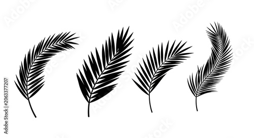 Quadro su tela Tropical palm leaf silhouettes, black botanical frond vector set, minimalist sum