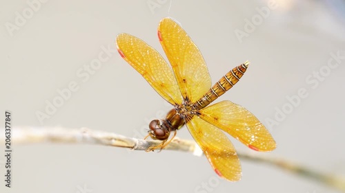 an eastern amberwing skimmer dragonfly waits on a branch and looks around with a swiveling head