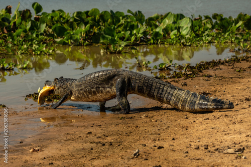 Konstfotografi In Brazil's Pantanal, the alligator is actually the yacare caiman (Caiman yacare)