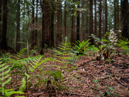 Foto Green ferns grow on a forest floor