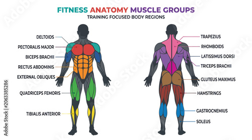 Fitness Anatomy Muscle Groups: Training Focused Body Regions Chart