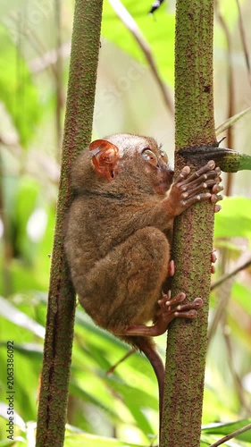 The unique and cute looking Tarsier. Shot on Bohol Philippines. Vertical Video.