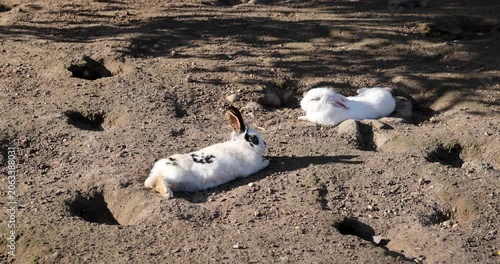 Wild rabbit on sandy uneven ground, big-eared rabbit moves around the dirt farm site under the bright rays of the sun on a summer day