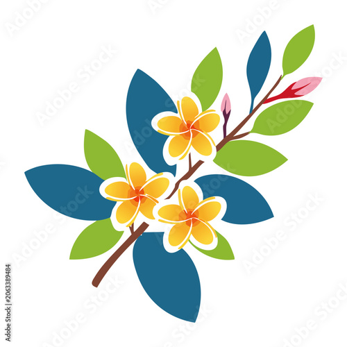 Flat design plumeria flower branch with leaves and buds