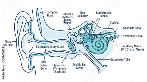 Obraz na płótnie Anatomical Diagram of the Human Ear: Cross-section Showing Inner, Middle, and Ou