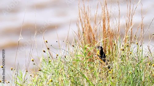 a male oriole blends in with a group of prairie flowers and grasses next to a lake with great camouflage