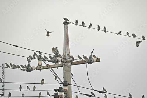 電線に集まるたくさんのムクドリ