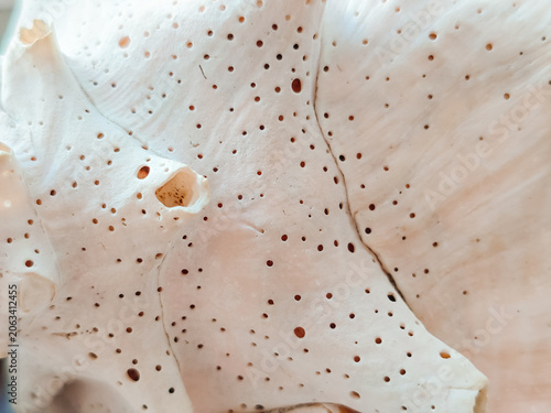 Close-up Texture of Strombus Gigas Shell