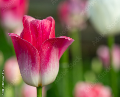 Fresh pink and white tulip in the spring macro