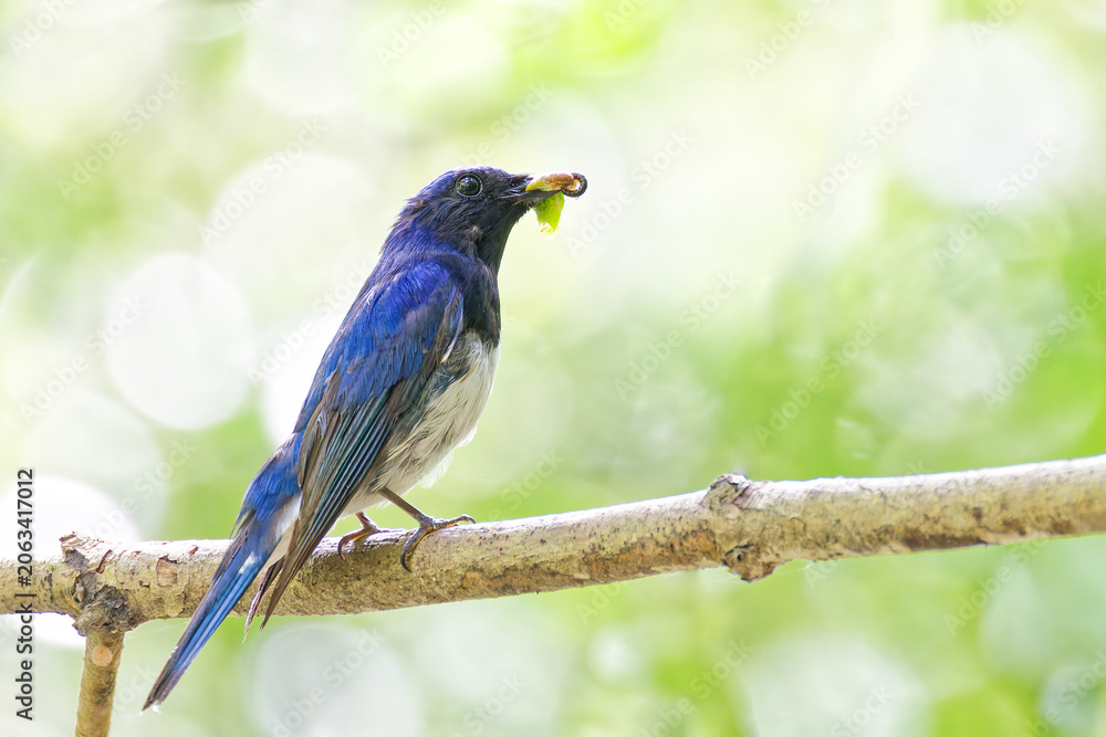 Obraz premium 山林で虫を咥えるオオルリ(Blue-and-White Flycatcher)の雄