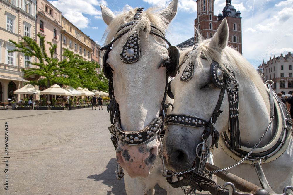 Fototapeta premium Horses in traditional carriage rides in Krakow, Poland. They are Percheron draft horses, known for their versatility and strength. Are adorned with ornate, jewel-encrusted harnesses for tourist rides.
