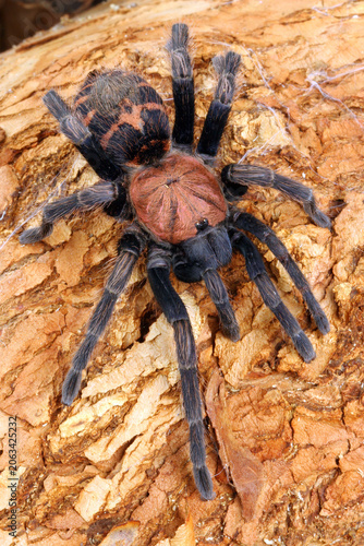 Costa Rican Tiger Rump tarantula. 