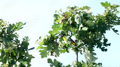 Oriole balances on a branch in morning light