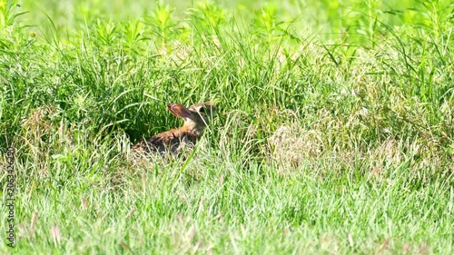 a rabbit stretches to eat prairie grasses