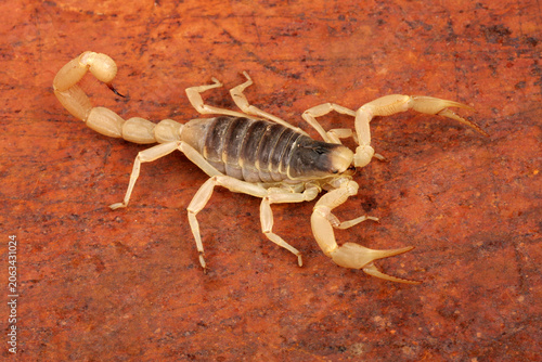 Billede på lærred Desert Hairy Scorpion (Hadrurus arizonenisis)