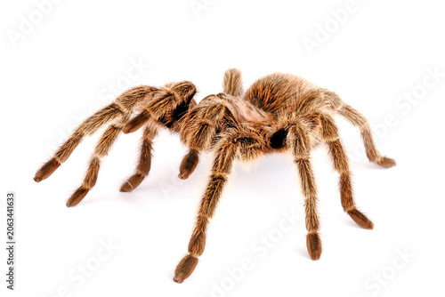 Chilean Rose Hair Tarantula (Grammostola rosea) on a white background.
