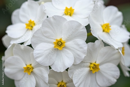 A bunch of white flowers that are in a vase