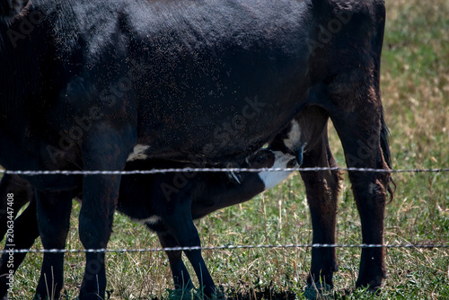 calf feeding