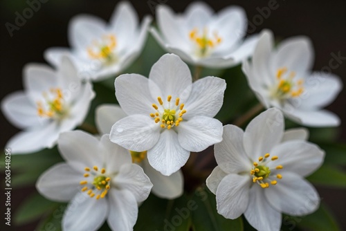 A bunch of white flowers on a black background