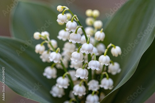 A bunch of white flowers sitting on top of a table_1