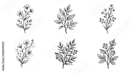 Hand-drawn botanical illustrations of delicate floral branches