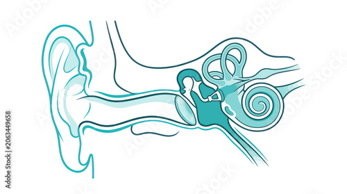 Human Ear Anatomy Diagram - Hearing Organ Cross-Section Illustration