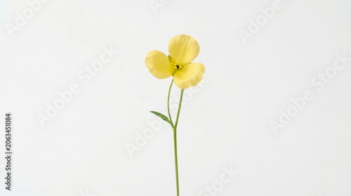 yellow tulips isolated on white