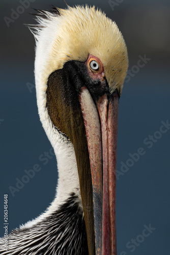 Brown Pelican, Florida