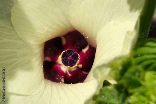 Принти на полотні The stamen and pistil of cucumber