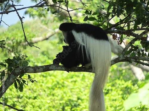 Photography colubus monkey sitting on a branch