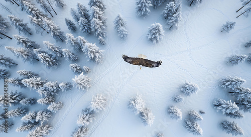 Aerial view of a majestic bald eagle soaring high above the snow covered coniferous forest landscape during the winter season showing the wilderness of nature in the freezing cold mountain